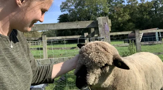 A child gently petting a lamb